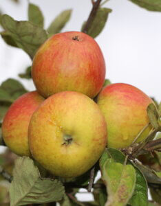 Pommier Barbarie - Pomme à cidre