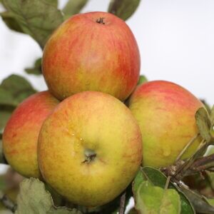 Pommier Barbarie - Pomme à cidre