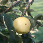 Pommier Calvi Blanc