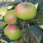 Pommier Carisi blanc - Pomme à cidre