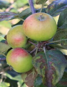 Pommier Carisi blanc - Pomme à cidre