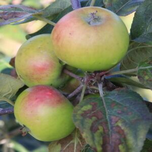 Pommier Carisi blanc - Pomme à cidre