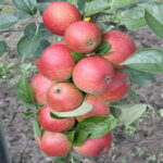 Pommier Doux corier très rouge - Pomme à cidre