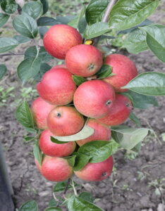 Pommier Doux corier très rouge - Pomme à cidre
