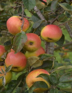 Pommier à cidre Germaine