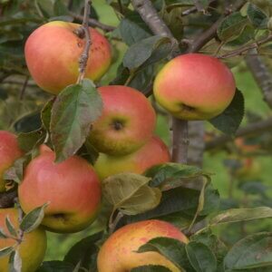 Pommier à cidre Germaine