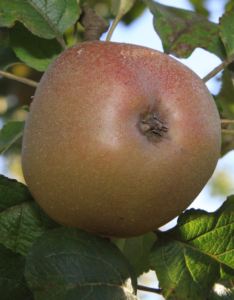 Pommier Gris Baudet Bronzée
