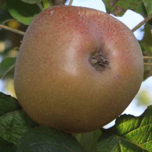 Pommier Gris Baudet Bronzée