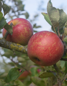 Pommier Gueule de Mouton