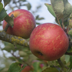 Pommier Gueule de Mouton