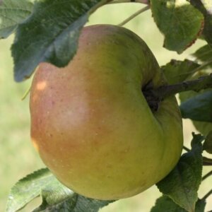 Pommier La Clermontoise