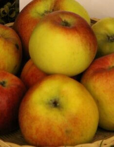 Pommier Marie Doudou