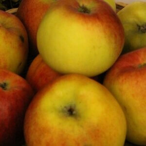 Pommier Marie Doudou