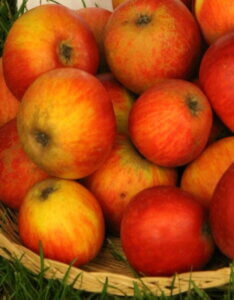 Pommier à cidre Marseigna