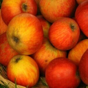 Pommier à cidre Marseigna