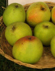 Pommier à cidre Normandie blanc