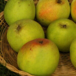 Pommier à cidre Normandie blanc