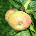 Pommier à cidre Panneterie