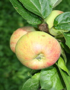 Pommier à cidre Panneterie