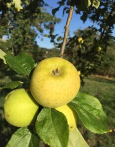 Pommier Reinette Abry