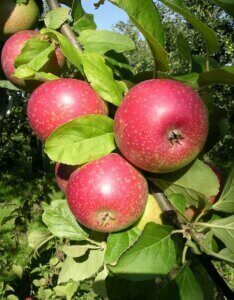 Pommier Reinette étoilée