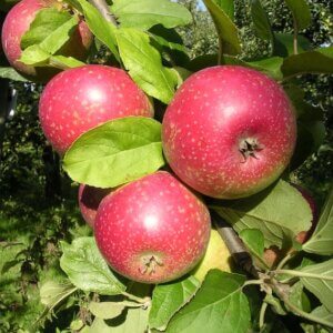 Pommier Reinette étoilée