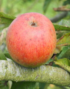 Pommier Roquet Rouge