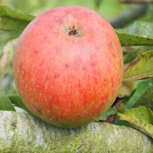 Pommier Roquet Rouge