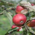 Pommier Du verger - Pomme à cidre