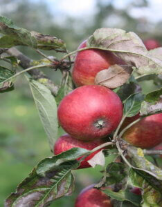 Pommier Du verger - Pomme à cidre