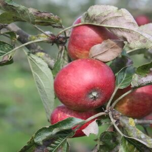 Pommier Du verger - Pomme à cidre
