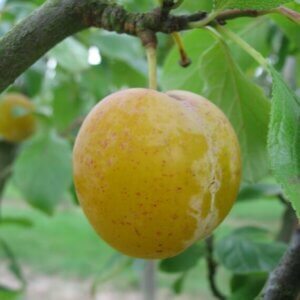 Prunier Reine-Claude d'Oullins