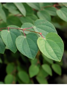 Cercidiphyllum japonicum - Arbre au caramel - Feuillage