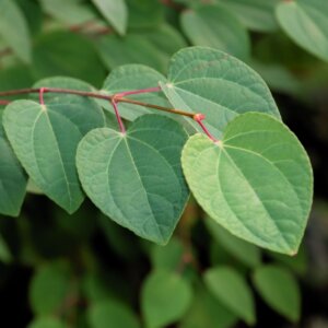 Cercidiphyllum japonicum - Arbre au caramel - Feuillage