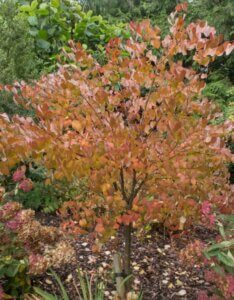 Cercidiphyllum japonicum - Arbre au caramel - Feuillage d'automne