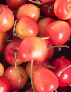 Cerisier Bigarreau Napoléon_2651155375