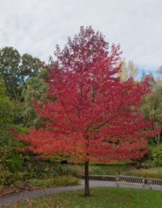 Liquidambar styraciflua - Copalme d'Amérique - Styrax d'Amérique - Vue d'ensemble automne