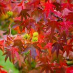 Liquidambar styraciflua - Copalme d'Amérique - Styrax d'Amérique - Feuillage d'automne