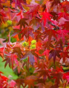Liquidambar styraciflua - Copalme d'Amérique - Styrax d'Amérique - Feuillage d'automne