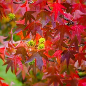 Liquidambar styraciflua - Copalme d'Amérique - Styrax d'Amérique - Feuillage d'automne