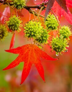 Liquidambar styraciflua - Copalme d'Amérique - Styrax d'Amérique - Fruits