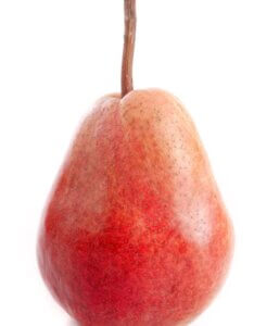 Poirier Louise Bonne d’Avranches poire