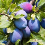 Prunier Altesse Double