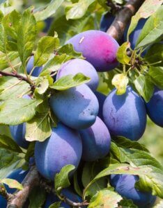 Prunier Altesse Double