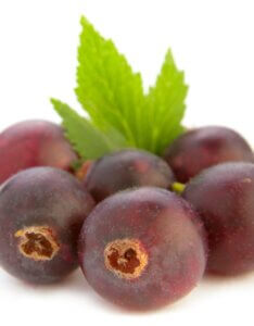 Caseille Josta Berry - Ribes hybride