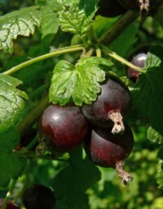 Caseille Josta Berry - Ribes hybride