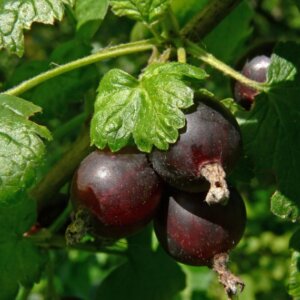 Caseille Josta Berry - Ribes hybride