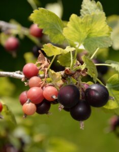 Caseille Josta Berry - Ribes hybride