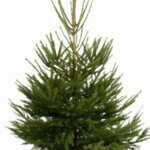 Épicéa commun – Picea abies - Pot 125 cm