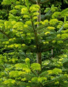 Épicéa commun – Picea abies - Feuillage